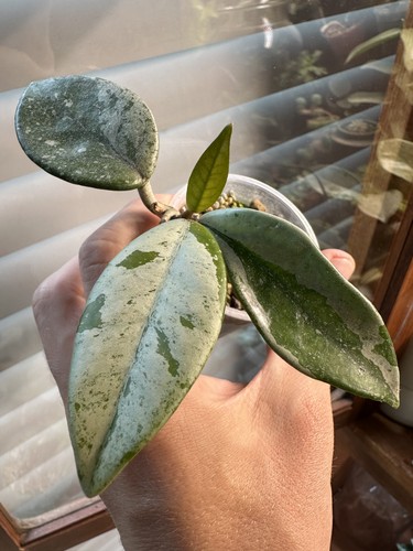 Hoya wilbur graves - wilbur, rooted