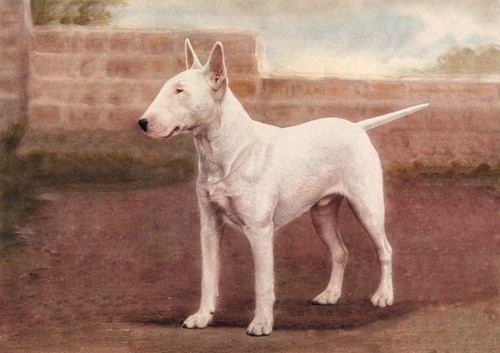 Bull terrier dog - dog, greeting