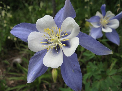 Aquilegia caerulea - 50,