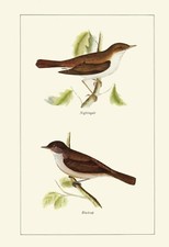 Nightingale & Blackcap - 1981 Beautiful Colour Vintage Bird Print by A.F.Lydon 