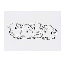 'Baby Guinea Pigs' Temporary Tattoos / Transfers (TO00025879)