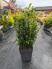 BUXUS SEMPERVIRENS COMMON BOX BUSHY EVERGREEN HEDGING PLANT IN POT