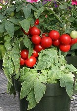 Tomato Totem F1 Seeds – 10