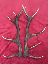 PAIR OF RED DEER ANTLERS 922g
