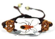 Real Insect Bracelet Jewellery