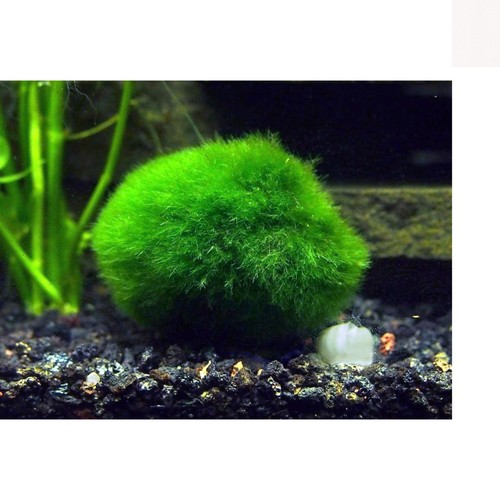 Giant marimo moss balls - 2,