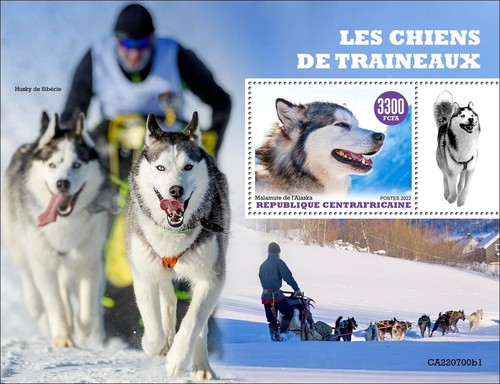 Sledge dogs alaskan malamute - sledge,