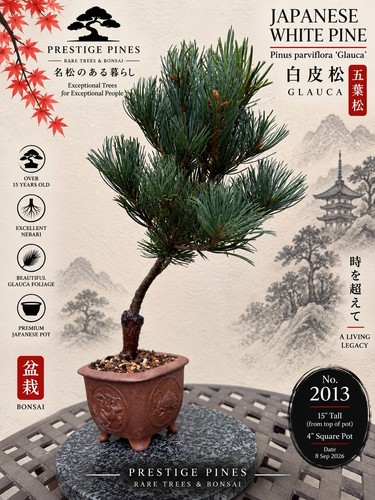 Japanese white pine - white,