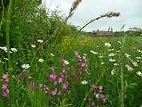 Wild flower mix flowering - wild,