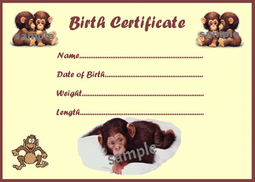 Cute monkey birth - cute,