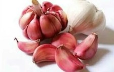 20 organic Garlic clove,Wight /seeds From 2 bulbs Hardy Bulb / For Planting 