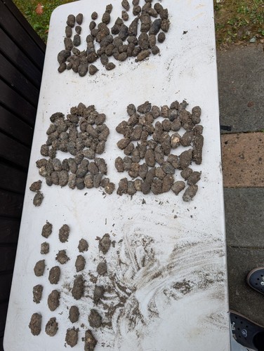 British wild owl pellet - british,