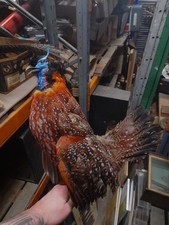 Exotic pheasant countyside art