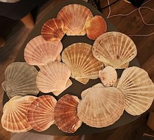 Collection of 14 Flat