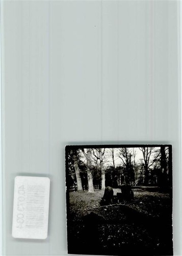 40073034 3257 springe bisent - -,