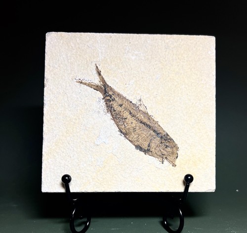 Knightia fossil fish - fossil, on