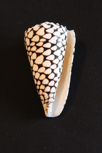 Rembrandt cone seashell - 'rembrandt's,