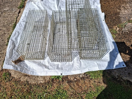 Humane rabbit traps - humane,