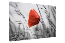 Red Poppy Flower With  Canvas