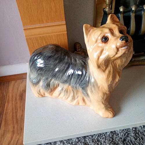 Staffs just cats - staffs, yorkie