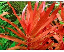 Ammannia  Senegalensis