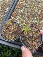 USA Native Drosera, North
