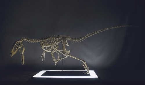 Velociraptor skeleton - velociraptor,