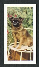 BRUSSELS GRIFFON  1961 HORNIMANS TEA COLLECTABLE DOG TRADE CARD #43