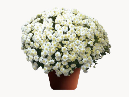 Chrysanthemum live plant - chrysanthemum,