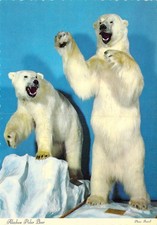 1970 Alaskan Polar Bear
