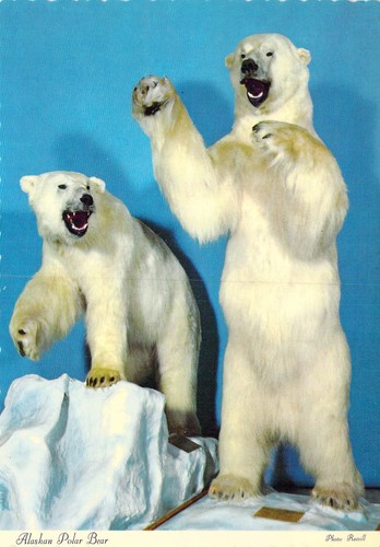 1970 alaskan polar bear - 1970,
