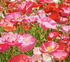 300x Californian Poppy