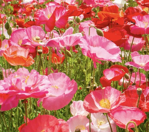 300x californian poppy - californian,