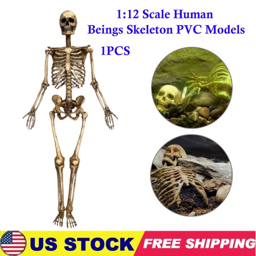 Scale human beings - human,
