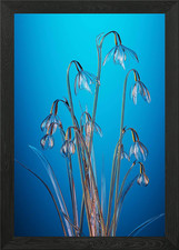 Glass snowdrops Framed Wall