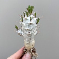 6-8cm 1PCS Live Pachypodium Saundersii Beautiful Garden Rare Planting