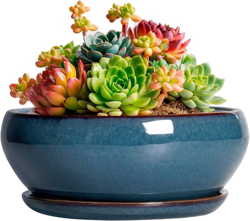 Succulent pots inch - succulent, 6