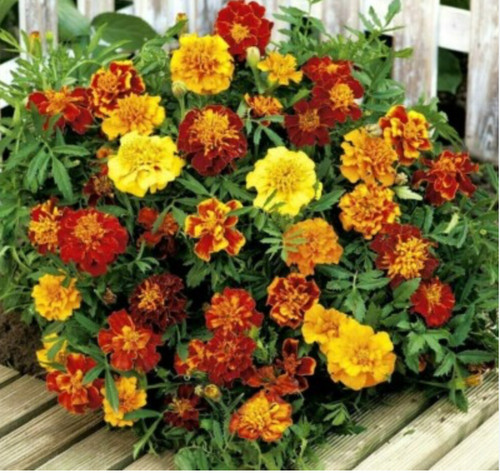 French marigold bonita mix - marigold, bonita’