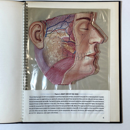 Head anatomy stunning - head,