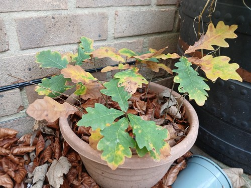 Oak tree saplings - tree, x2.