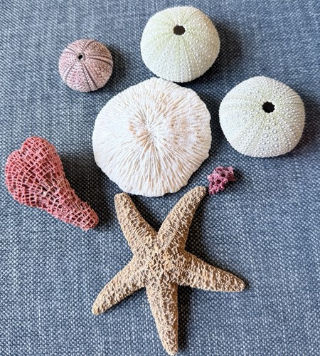 Natural dried starfish - dried, urchin