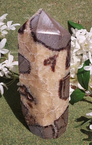 Large septarian dragon stone - large,