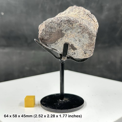 Rare camarasaurus dinosaur - rare,