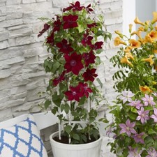 T&M Clematis Nubia Potted Evergreen Shrub Flowering Garden Plants 1 x 15cm Pot