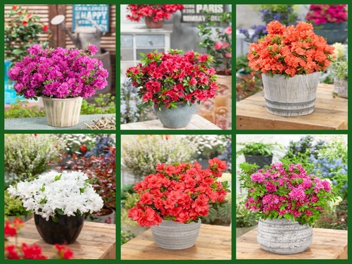 Mixed dwarf evergreen - mixed,