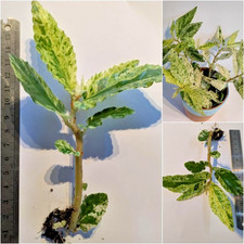 Pellionia repens 'Variegata'(Watermelon Begonia) Trailing, A Rooted Stem Cutting