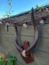  Taxidermy Horns Skull Antlers
