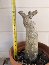 Cyphostemma Juttae SPECIMEN