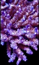 ACROPORA NANA INDIGO FRAG-SPS/