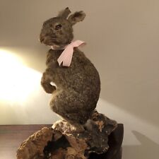 Rabbit taxidermy